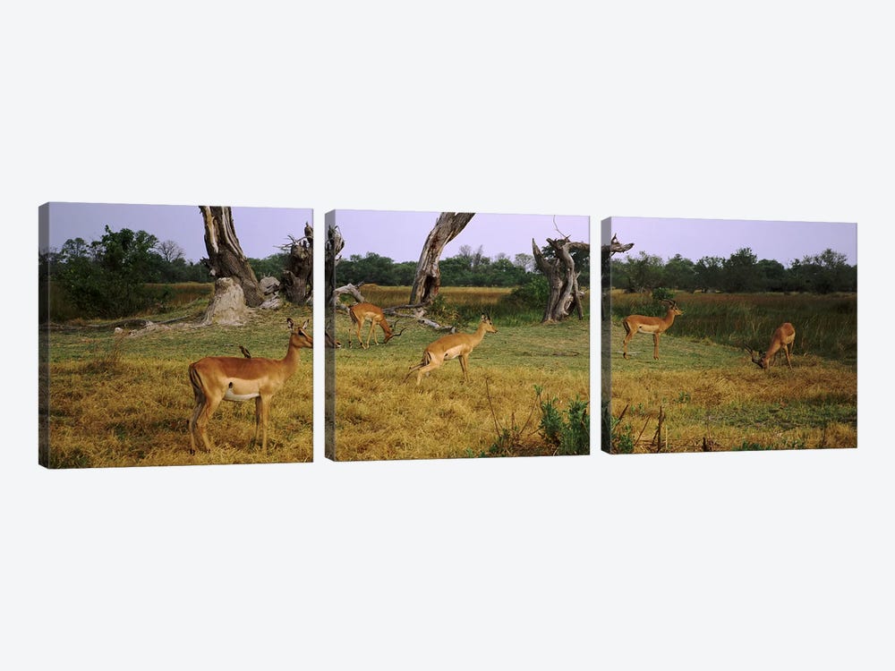 Herd of impalas (Aepyceros Melampus) grazing in a field, Moremi Wildlife Reserve, Botswana by Panoramic Images 3-piece Canvas Art Print