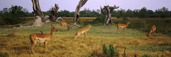 Antelopes: Herd of impalas (Aepyceros Melampus) grazing in a field, Moremi Wildlife Reserve, Botswana by Panoramic Images