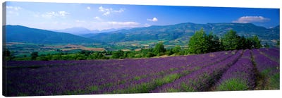 Lavender Field, Drome, Auvergne,Rhone-Alpes, France Canvas Art Print - Pantone Ultra Violet 2018