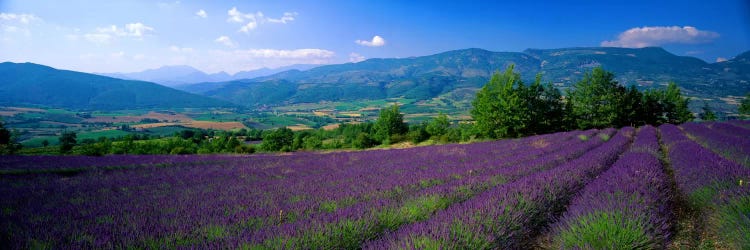 Lavender Field, Drome, Auvergne,Rhone-Alpes, France