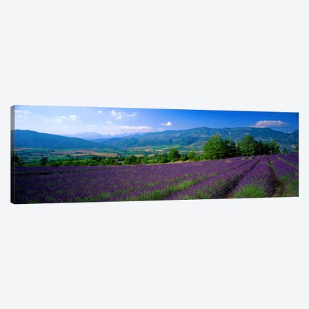 Lavender Field, Drome, Auvergne,Rhone-Alpes, France Canvas Print #PIM948} by Panoramic Images Art Print