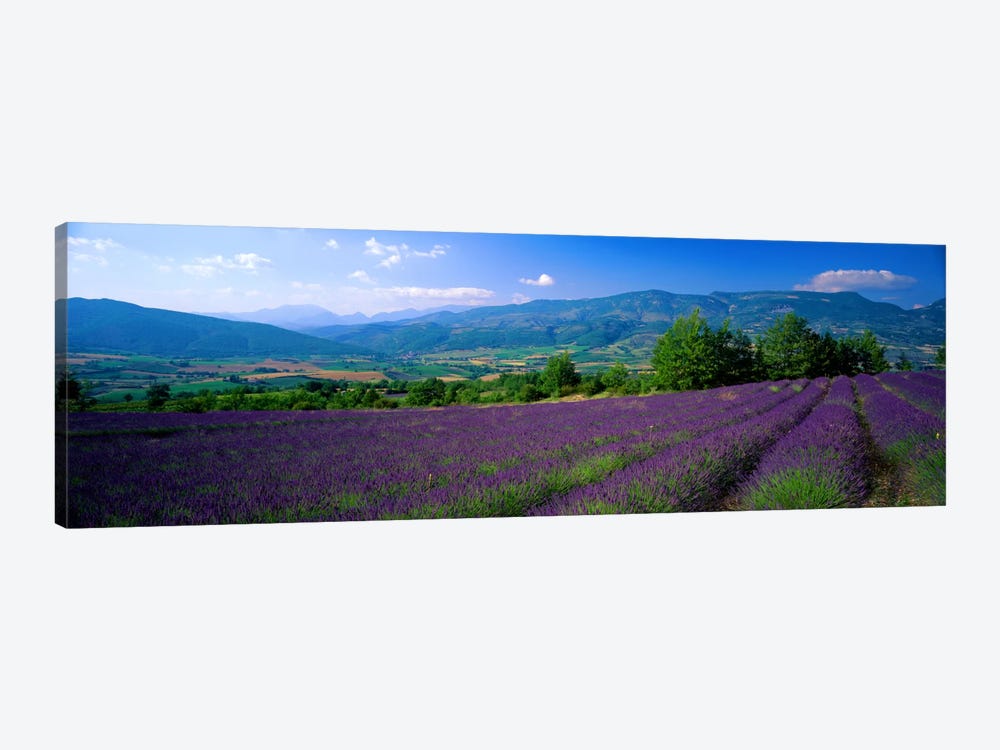 Lavender Field, Drome, Auvergne,Rhone-Alpes, France by Panoramic Images 1-piece Canvas Wall Art