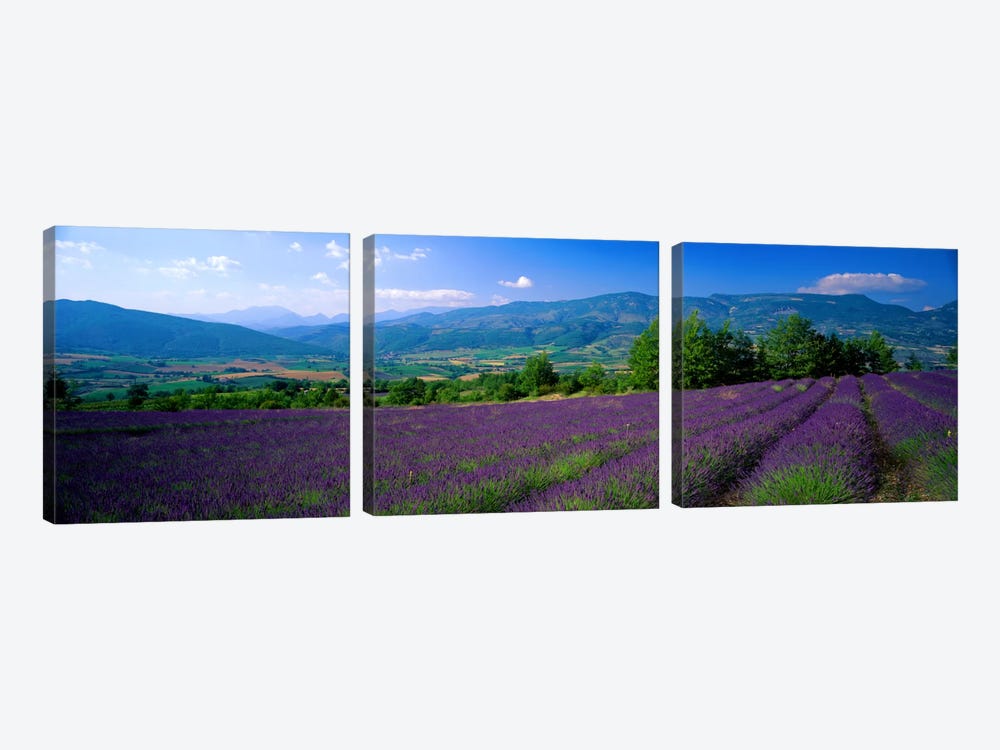 Lavender Field, Drome, Auvergne,Rhone-Alpes, France by Panoramic Images 3-piece Canvas Artwork
