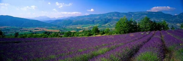 Herbs: Lavender Field, Drome, Auvergne,Rhone-Alpes, France by Panoramic Images