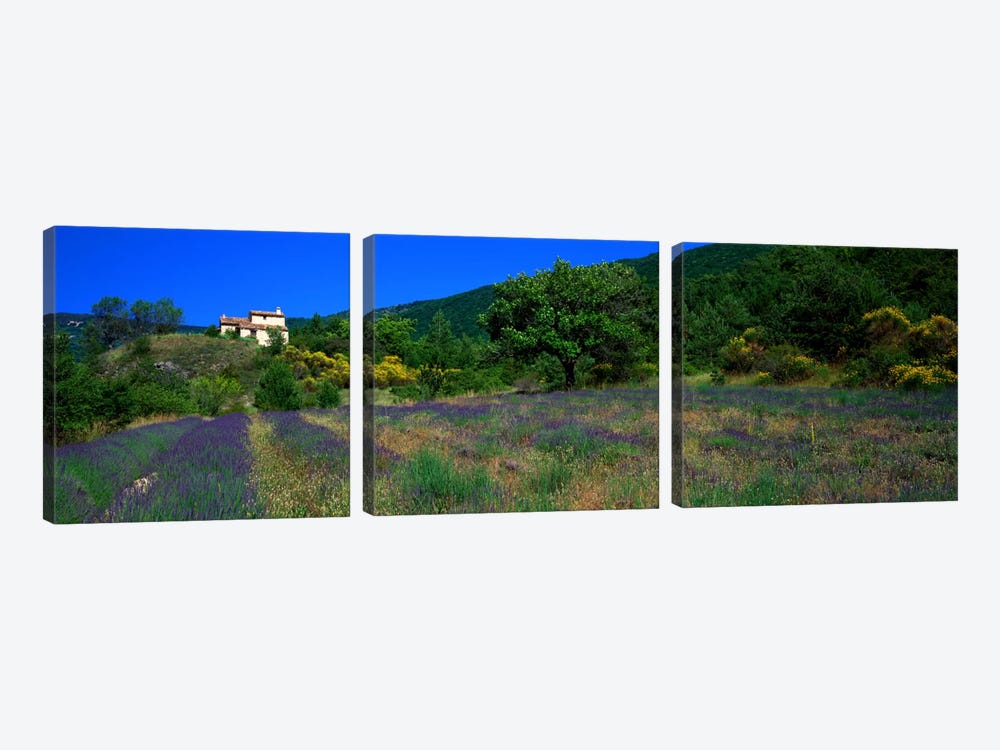 Lavender Field La Drome Provence France by Panoramic Images 3-piece Canvas Art Print