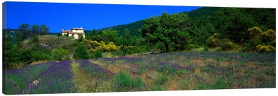 Lavender Field La Drome Provence France Canvas Art Print - Plant Art