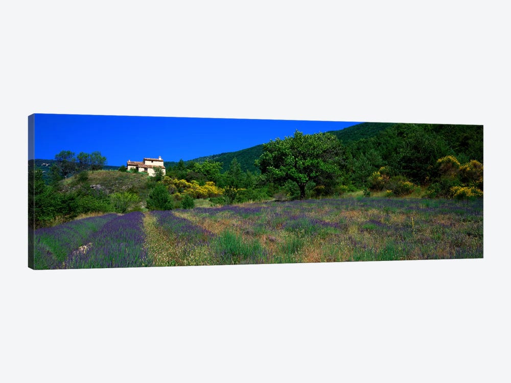 Lavender Field La Drome Provence France by Panoramic Images 1-piece Canvas Print