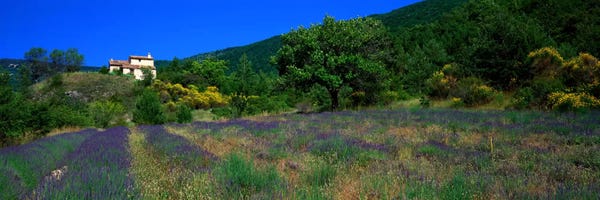 Herbs: Lavender Field La Drome Provence France by Panoramic Images