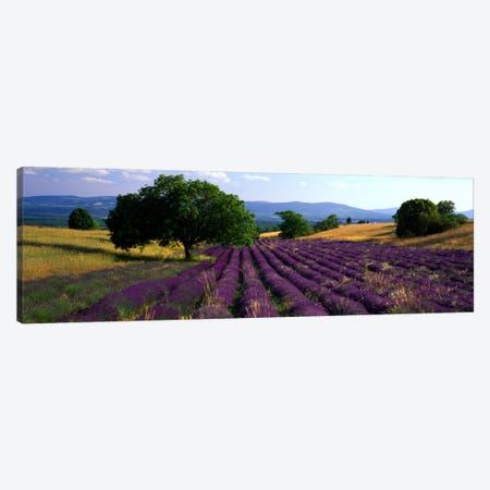 Countryside Landscape, Drome, Auvergne-Rhone-Alpes, France Canvas Print #PIM950} by Panoramic Images Canvas Art