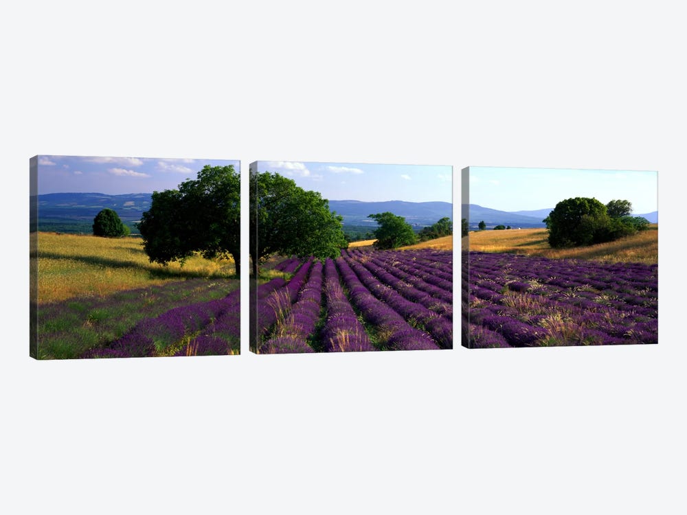 Countryside Landscape, Drome, Auvergne-Rhone-Alpes, France by Panoramic Images 3-piece Art Print