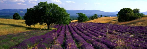 Countryside Landscape, Drome, Auvergne-Rhone-Alpes, France