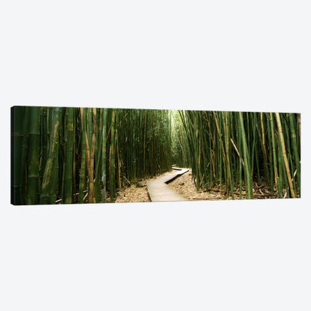 Bamboo Forest, Ohe'o Gulch, Haleakala National Park, Hana, Maui, Hawaii, USA Canvas Print #PIM9572} by Panoramic Images Canvas Wall Art