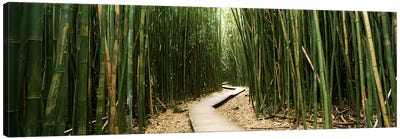 Bamboo Forest, Ohe'o Gulch, Haleakala National Park, Hana, Maui, Hawaii, USA Canvas Art Print - Bamboo Art