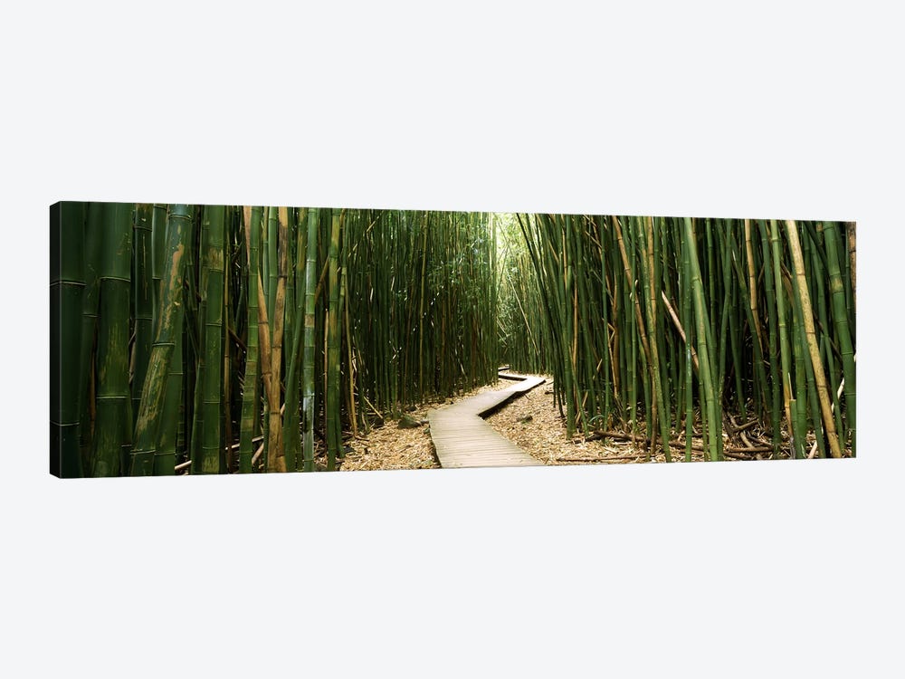 Bamboo Forest, Ohe'o Gulch, Haleakala National Park, Hana, Maui, Hawaii, USA by Panoramic Images 1-piece Canvas Artwork