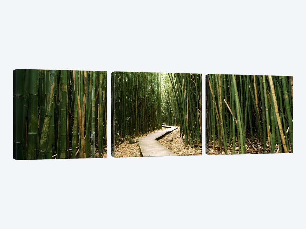 Bamboo Forest, Ohe'o Gulch, Haleakala National Park, Hana, Maui, Hawaii, USA by Panoramic Images 3-piece Canvas Art