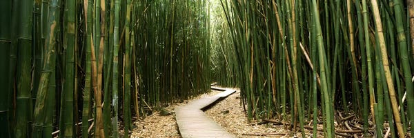 Hawaii: Bamboo Forest, Ohe'o Gulch, Haleakala National Park, Hana, Maui, Hawaii, USA by Panoramic Images