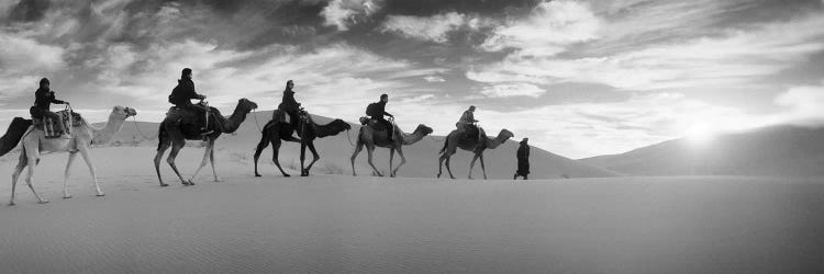 Tourists riding camels through the Sahara Desert landscape led by a Berber man, Morocco