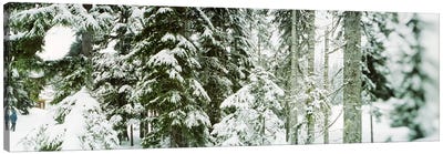 Snow covered evergreen trees at Stevens Pass, Washington State, USA Canvas Art Print - Snowscape Art