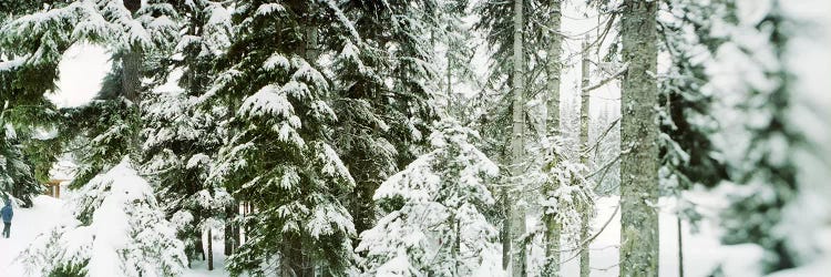 Snow covered evergreen trees at Stevens Pass, Washington State, USA