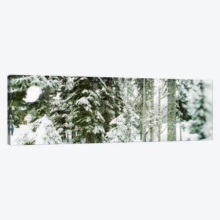 Snow covered evergreen trees at Stevens Pass, Washington State, USA Canvas Print #PIM9596} by Panoramic Images Art Print
