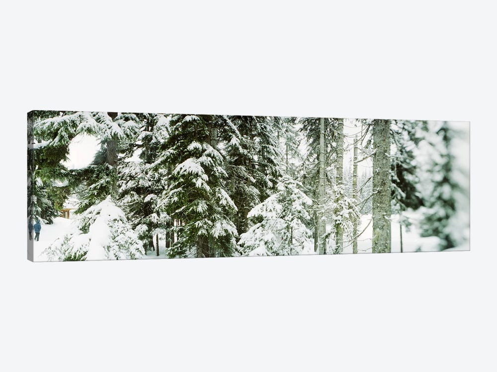 Snow covered evergreen trees at Stevens Pass, Washington State, USA by Panoramic Images 1-piece Canvas Art