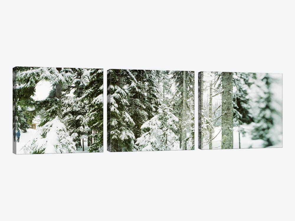 Snow covered evergreen trees at Stevens Pass, Washington State, USA by Panoramic Images 3-piece Canvas Wall Art