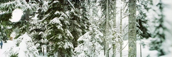 Snowscapes: Snow covered evergreen trees at Stevens Pass, Washington State, USA by Panoramic Images