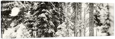 Snow covered evergreen trees at Stevens PassWashington State, USA Canvas Art Print - Evergreen Tree Art