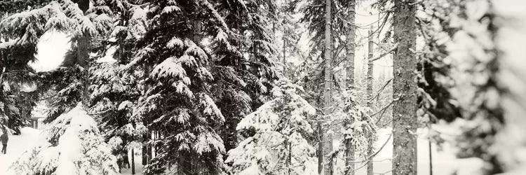 Snow covered evergreen trees at Stevens PassWashington State, USA