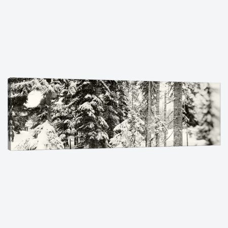 Snow covered evergreen trees at Stevens PassWashington State, USA Canvas Print #PIM9597} by Panoramic Images Canvas Art Print