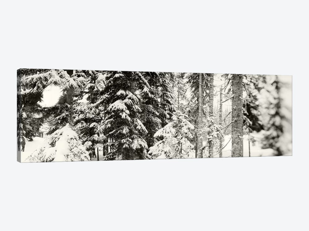 Snow covered evergreen trees at Stevens PassWashington State, USA by Panoramic Images 1-piece Art Print