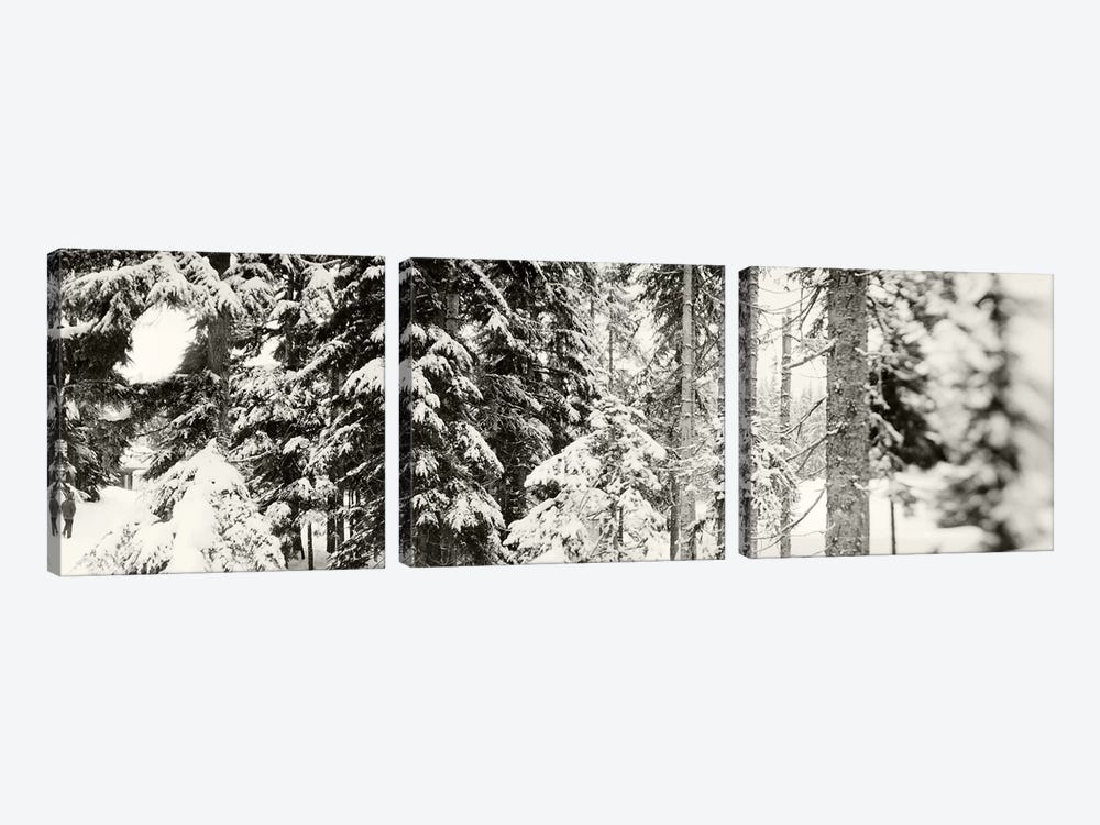 Snow covered evergreen trees at Stevens PassWashington State, USA by Panoramic Images 3-piece Canvas Print
