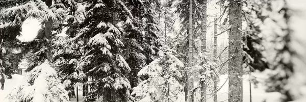 Black & White Florals: Snow covered evergreen trees at Stevens PassWashington State, USA by Panoramic Images