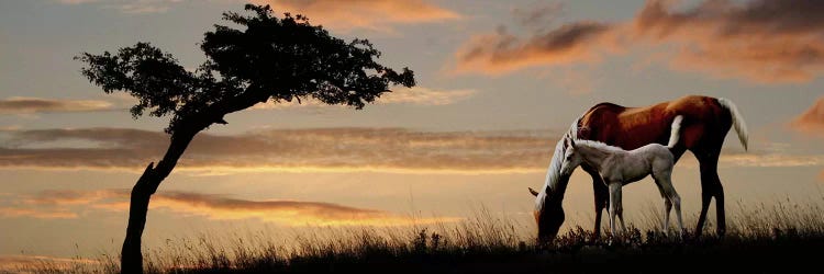 Horse mare and a foal grazing by tree at sunset