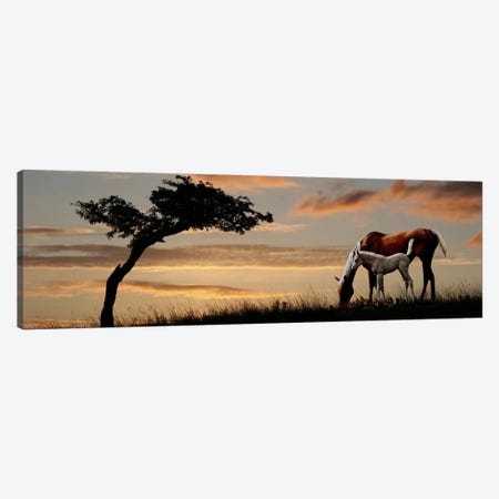 Horse mare and a foal grazing by tree at sunset Canvas Print #PIM9598} by Panoramic Images Canvas Wall Art