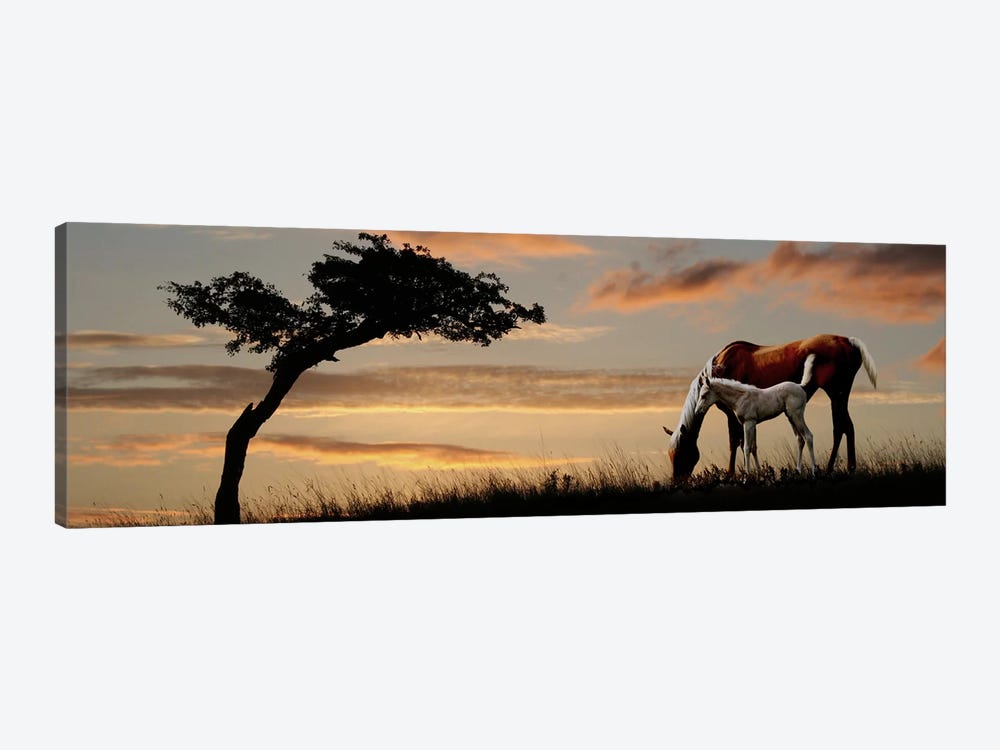 Horse mare and a foal grazing by tree at sunset by Panoramic Images 1-piece Canvas Artwork