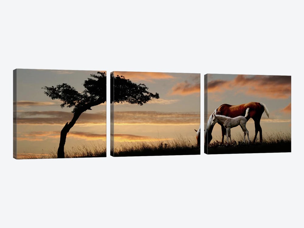 Horse mare and a foal grazing by tree at sunset by Panoramic Images 3-piece Canvas Art