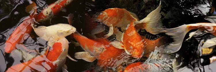 Koi carp