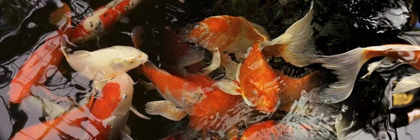 Koi: Koi carp by Panoramic Images