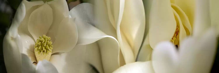 Magnolia flowers