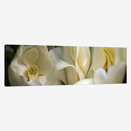 Magnolia flowers Canvas Print #PIM9608} by Panoramic Images Canvas Artwork