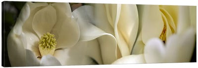 Magnolia flowers Canvas Art Print - Floral Close-Up Art