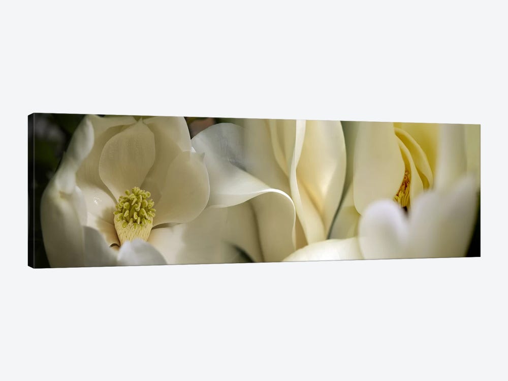 Magnolia flowers by Panoramic Images 1-piece Canvas Art Print