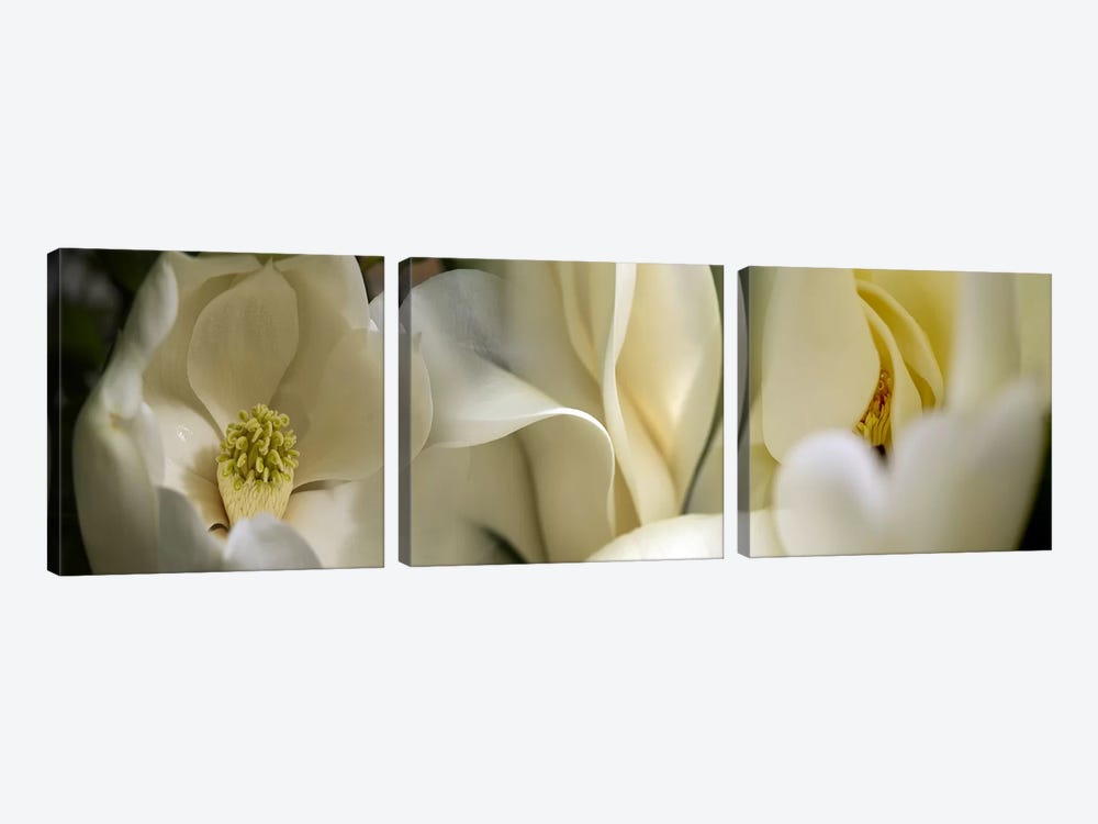 Magnolia flowers by Panoramic Images 3-piece Canvas Art Print