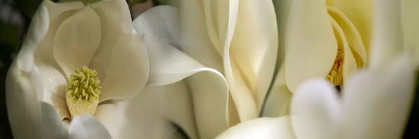 Floral Close-Ups: Magnolia flowers by Panoramic Images