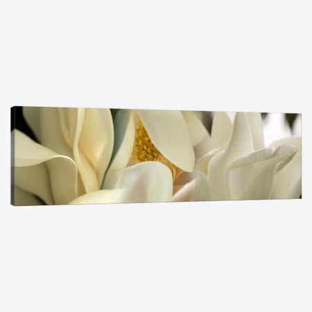 Magnolia flowers #2 Canvas Print #PIM9609} by Panoramic Images Canvas Artwork