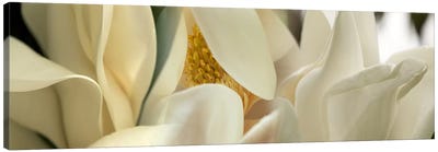 Magnolia flowers #2 Canvas Art Print - Nature Panoramics
