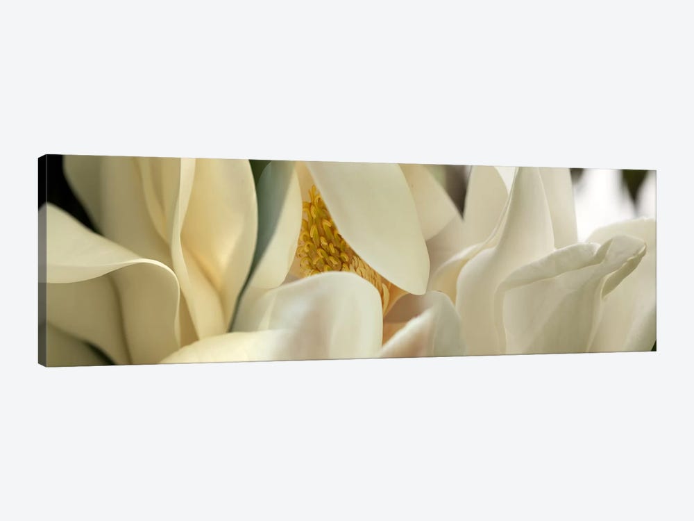 Magnolia flowers #2 by Panoramic Images 1-piece Canvas Art