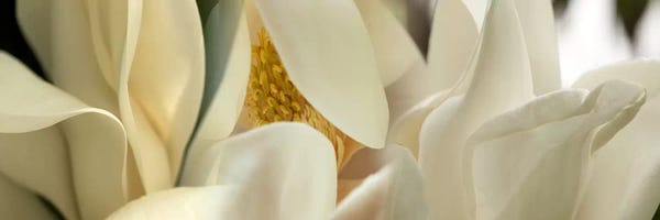 Magnolias: Magnolia flowers #2 by Panoramic Images