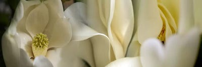 Magnolia flowers #3 by Panoramic Images canvas print